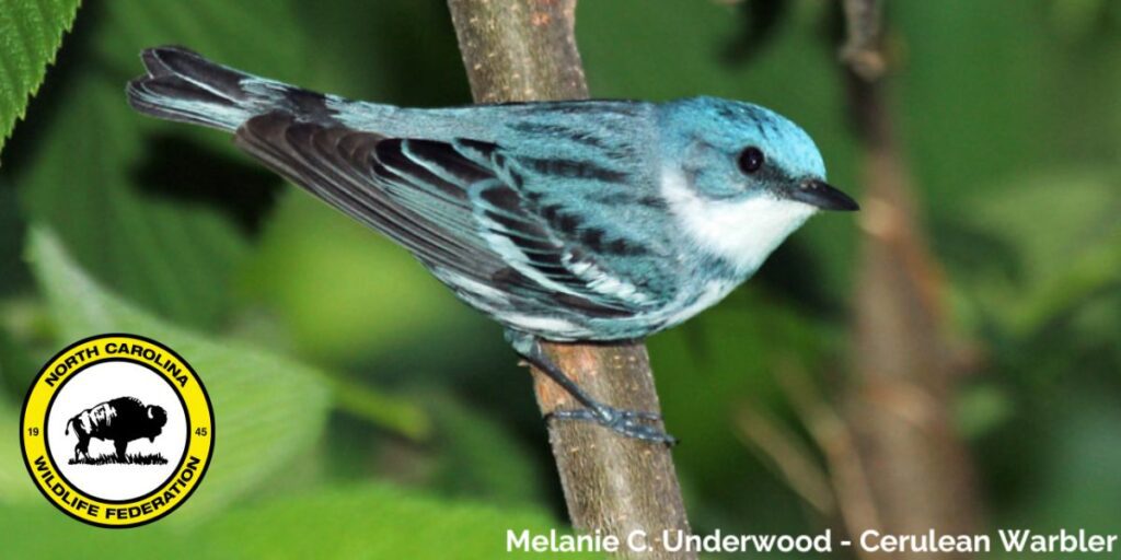 warbler warbler