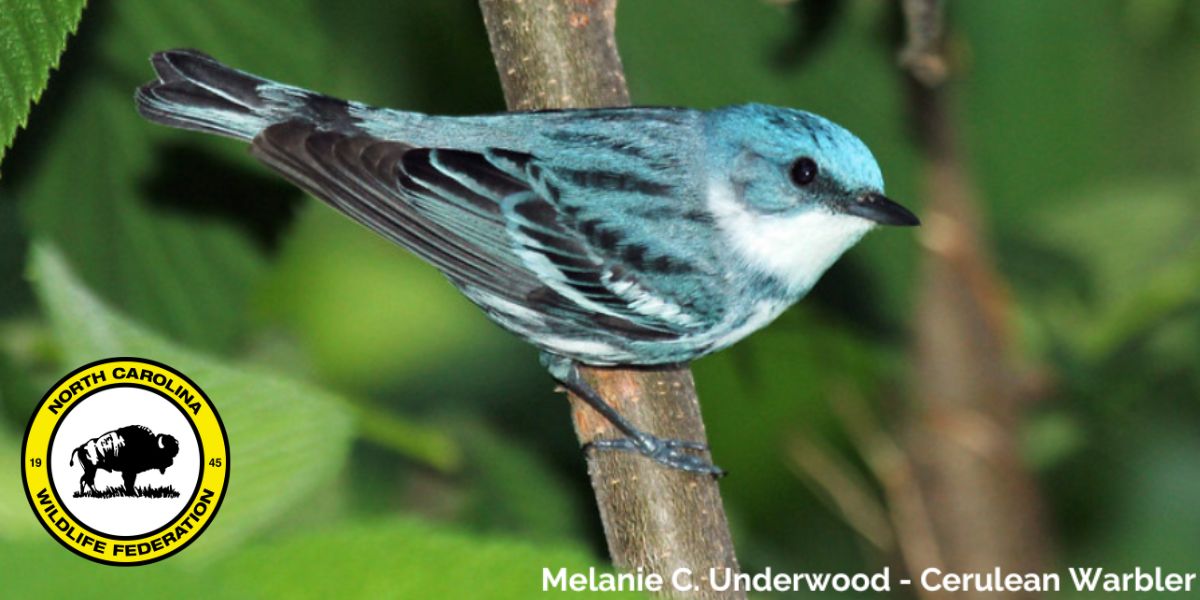 warbler warbler
