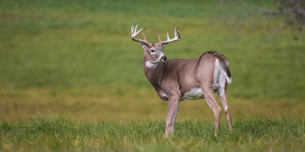 North Carolina’s first CWD positive case was detected in northern Yadkin County last December. CWD is a fatal and transmissible disease affecting cervids, including white-tailed deer and elk. 