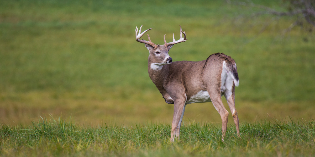 First CWDPositive Deer in North Carolina; Emergency Response Plan