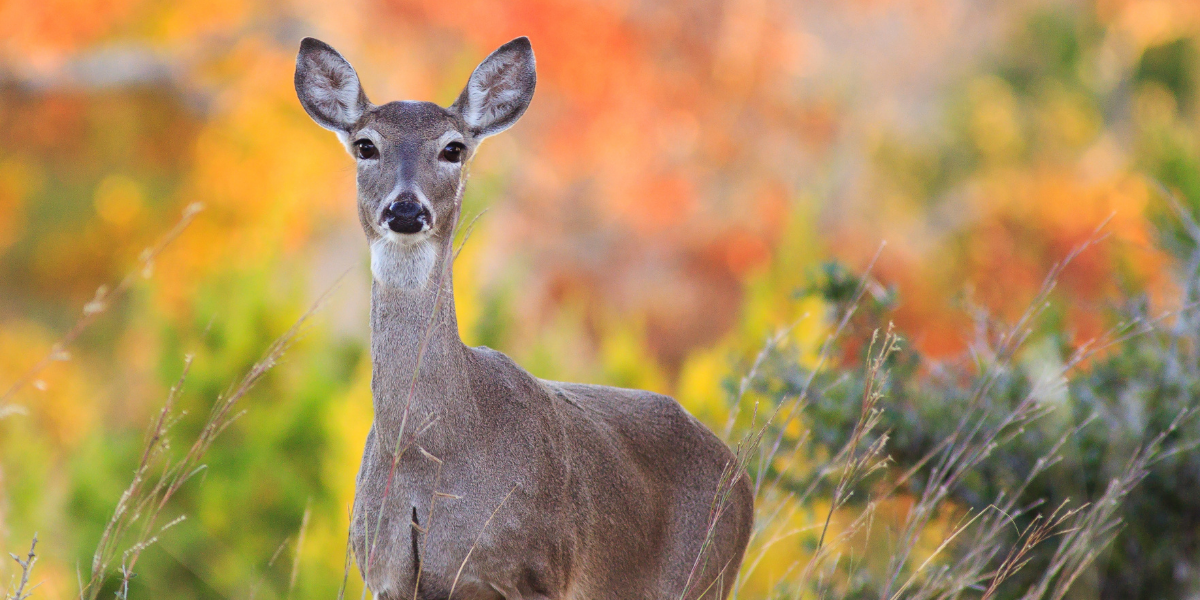 white tail deer