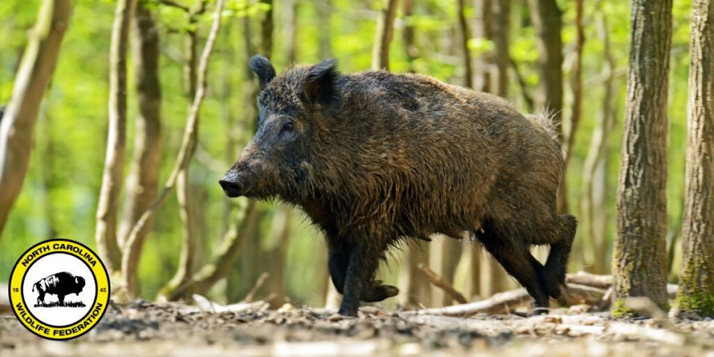 wild pig