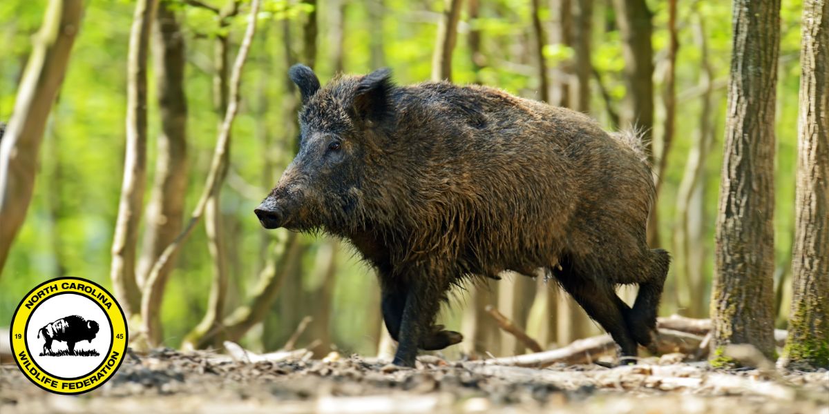 wild pig