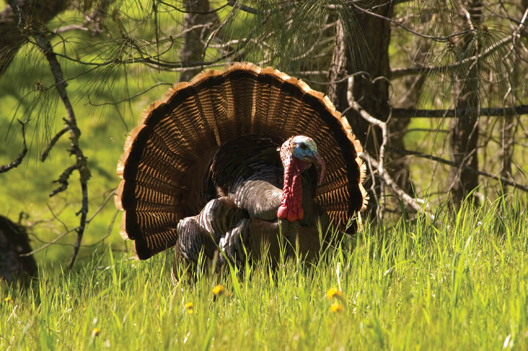 wild turkey on public lands