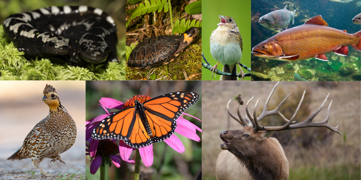 Clockwise from top left: marbled salamander, bog turtle,  grasshopper sparrow, brook trout, elk, monarch and northern bobwhite. 