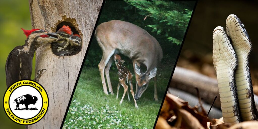 Pileated woodpeckers (by Griffin Nagle), white-tailed deer (by Dee-Dee Schwar), Eastern rat snake (by Carmen Cromer)