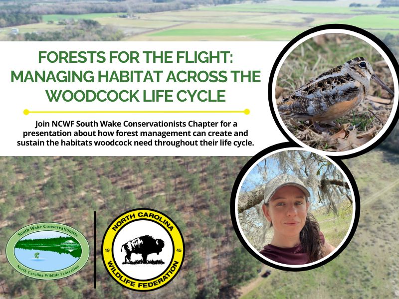 woodcock