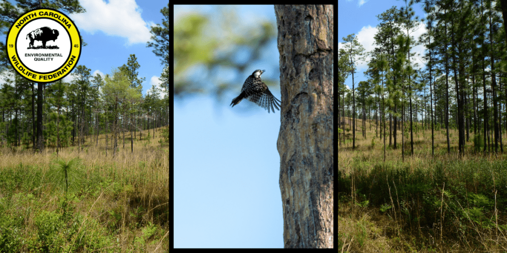 Red-cockaded woodpeckers are cooperative breeders, and care for their young together as a group.