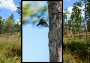 A photo of a red-cockaded woodpecker, which forms cooperative breeding wildlife family units.