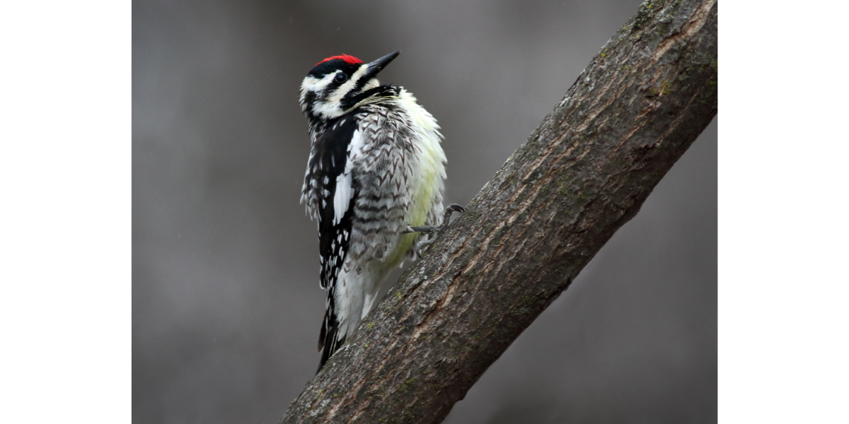 yellow-bellied sapsucker