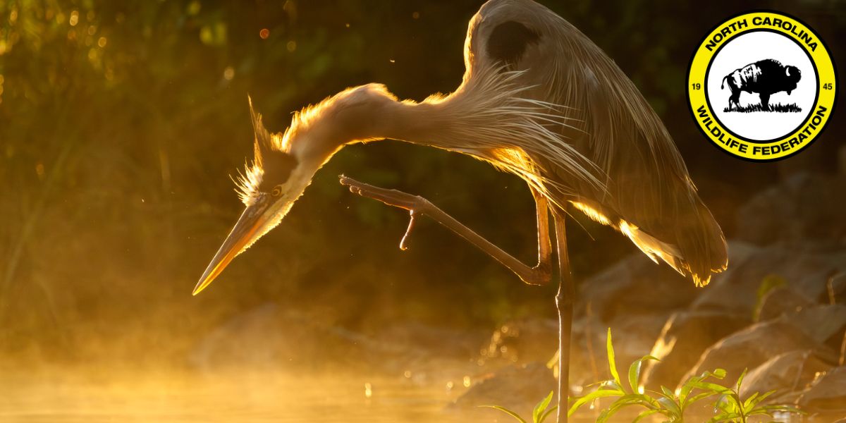 Photo: Great blue heron (Ardea herodias) by Ryan Imperio, NCWF 2025 Photo Contest Winner